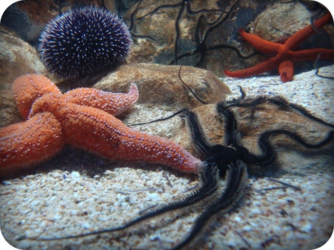 Etoiles de mer - Starfish