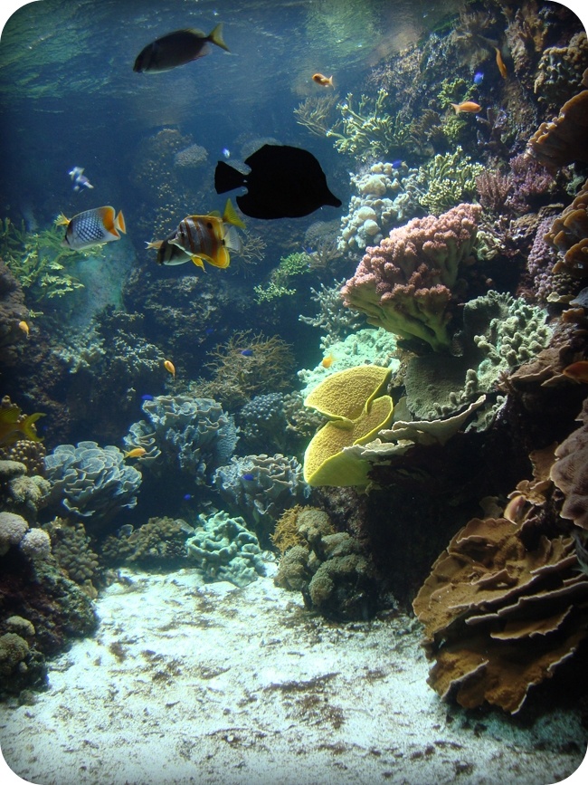 underwater view - vue sous-marine