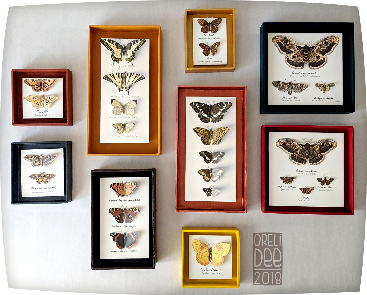 Série de cadres papillons naturalisés